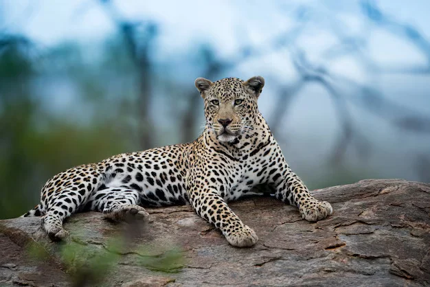 beautiful shot african leopard resting rock with blurred background_181624 12832 (1)