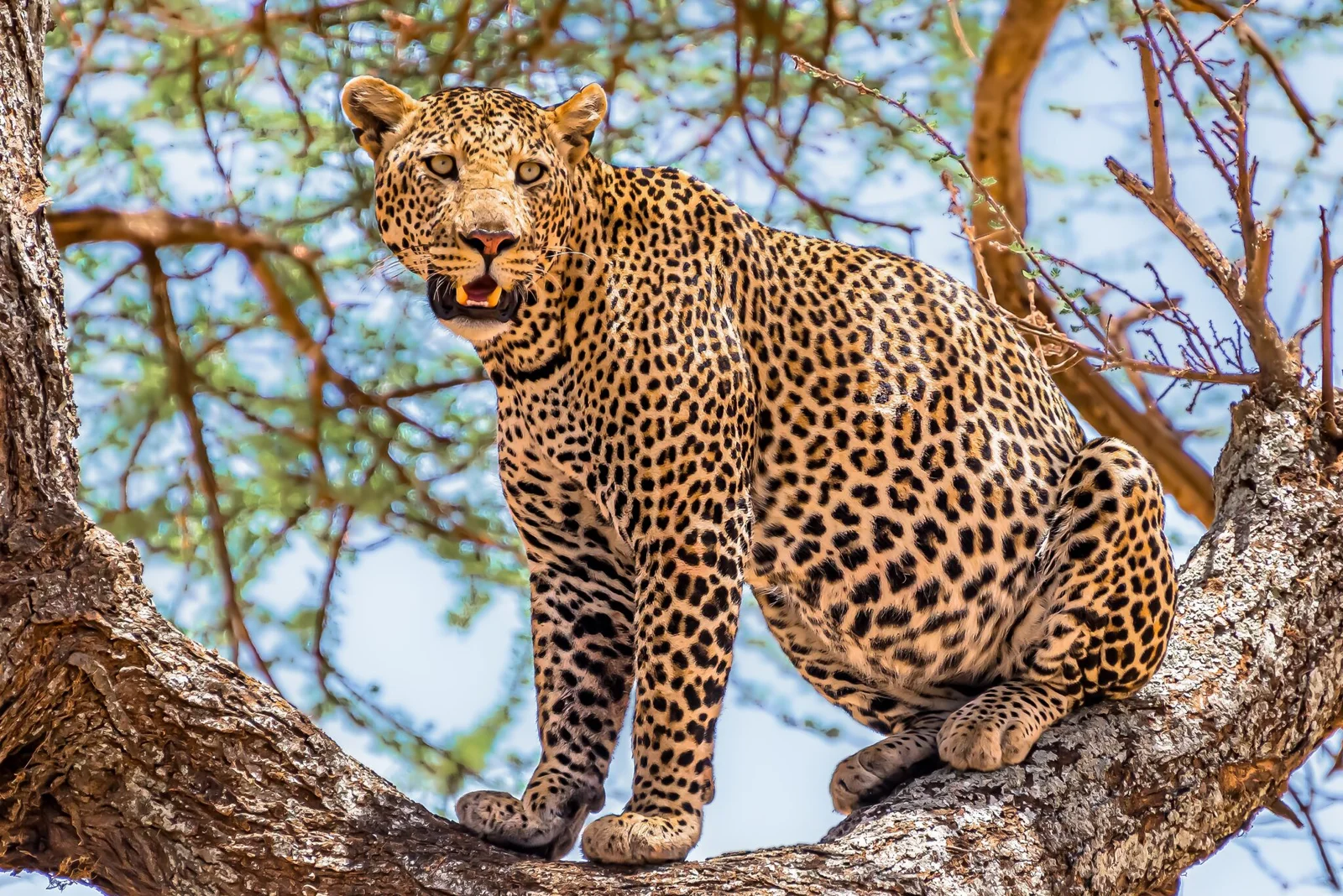 african leopard sitting tree looking around jungle 2048x1367 (2)